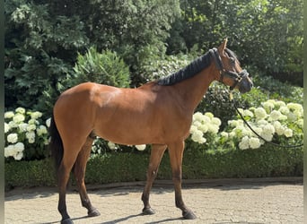 Deutsches Reitpony, Wallach, 6 Jahre, 147 cm, Brauner