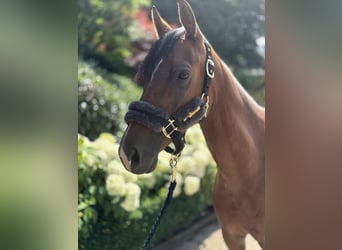Deutsches Reitpony, Wallach, 6 Jahre, 147 cm, Brauner