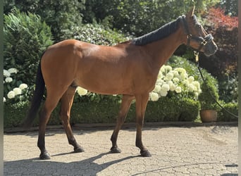 Deutsches Reitpony, Wallach, 6 Jahre, 147 cm, Brauner