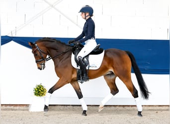 Deutsches Reitpony, Wallach, 6 Jahre, 147 cm, Brauner