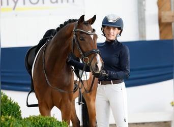 Deutsches Reitpony, Wallach, 6 Jahre, 147 cm, Brauner