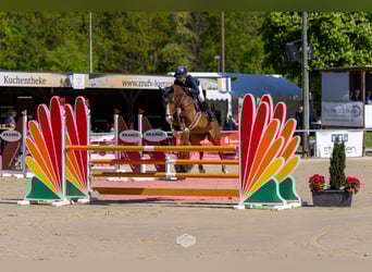 Deutsches Reitpony, Wallach, 6 Jahre, 147 cm, Brauner