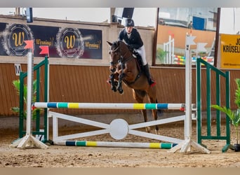 Deutsches Reitpony, Wallach, 6 Jahre, 147 cm, Brauner