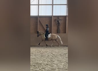 Deutsches Reitpony, Wallach, 6 Jahre, 147 cm