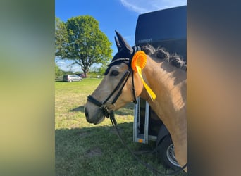 Deutsches Reitpony, Wallach, 6 Jahre, 147 cm