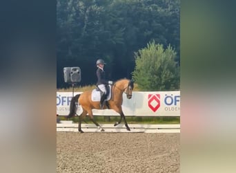Deutsches Reitpony, Wallach, 6 Jahre, 147 cm