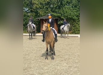 Deutsches Reitpony, Wallach, 6 Jahre, 147 cm