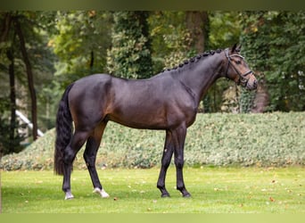 Deutsches Reitpony, Wallach, 6 Jahre, 147 cm, Dunkelbrauner