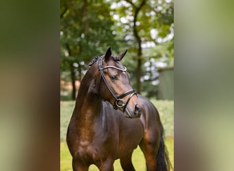 Deutsches Reitpony, Wallach, 6 Jahre, 147 cm, Dunkelbrauner
