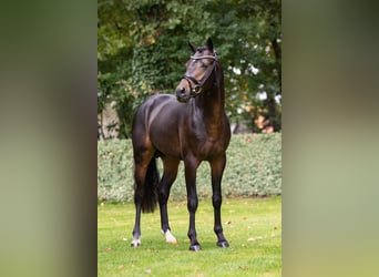 Deutsches Reitpony, Wallach, 6 Jahre, 147 cm, Dunkelbrauner