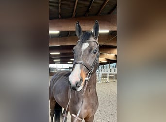 Deutsches Reitpony, Wallach, 6 Jahre, 147 cm, Dunkelbrauner