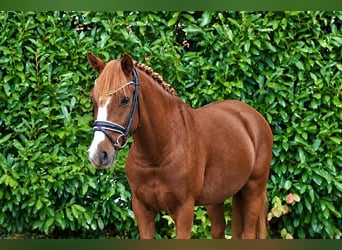 Deutsches Reitpony, Wallach, 6 Jahre, 147 cm, Dunkelfuchs