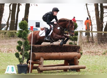 Deutsches Reitpony, Wallach, 6 Jahre, 147 cm, Dunkelfuchs