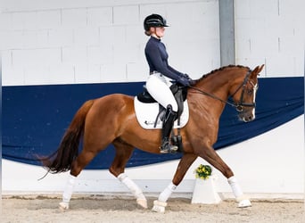 Deutsches Reitpony, Wallach, 6 Jahre, 147 cm, Fuchs