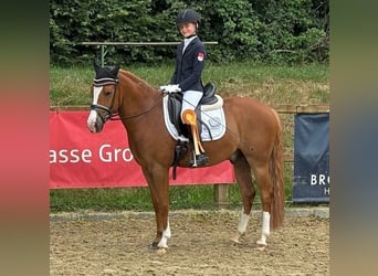 Deutsches Reitpony, Wallach, 6 Jahre, 147 cm, Fuchs