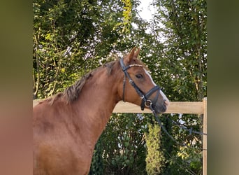 Deutsches Reitpony, Wallach, 6 Jahre, 147 cm, Fuchs
