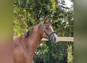 Deutsches Reitpony, Wallach, 6 Jahre, 147 cm, Fuchs