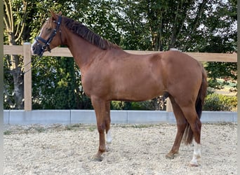 Deutsches Reitpony, Wallach, 6 Jahre, 147 cm, Fuchs
