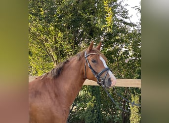 Deutsches Reitpony, Wallach, 6 Jahre, 147 cm, Fuchs