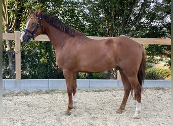 Deutsches Reitpony, Wallach, 6 Jahre, 147 cm, Fuchs