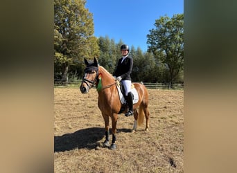 Deutsches Reitpony Mix, Wallach, 6 Jahre, 147 cm, Fuchs