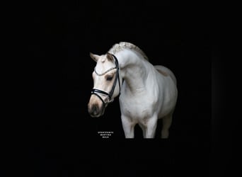 Deutsches Reitpony, Wallach, 6 Jahre, 147 cm, Palomino