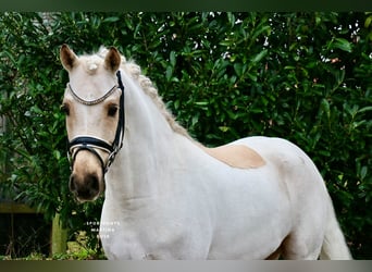 Deutsches Reitpony, Wallach, 6 Jahre, 147 cm, Palomino