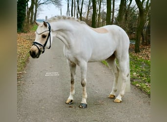 Deutsches Reitpony, Wallach, 6 Jahre, 147 cm, Palomino