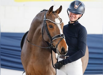 Deutsches Reitpony, Wallach, 6 Jahre, 148 cm, Brauner
