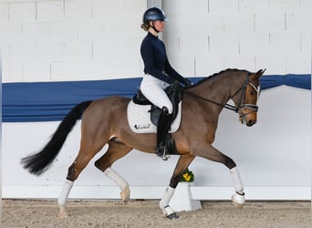 Deutsches Reitpony, Wallach, 6 Jahre, 148 cm, Brauner