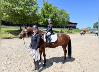 Deutsches Reitpony, Wallach, 6 Jahre, 148 cm, Brauner