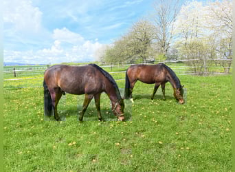 Deutsches Reitpony, Wallach, 6 Jahre, 148 cm, Brauner