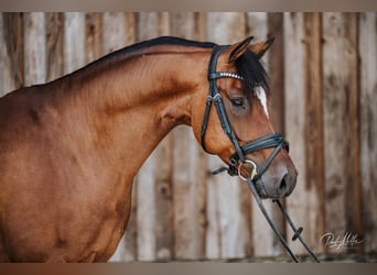 Deutsches Reitpony, Wallach, 6 Jahre, 148 cm, Brauner