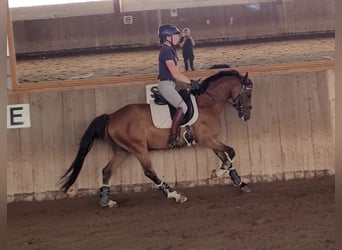 Deutsches Reitpony, Wallach, 6 Jahre, 148 cm, Brauner