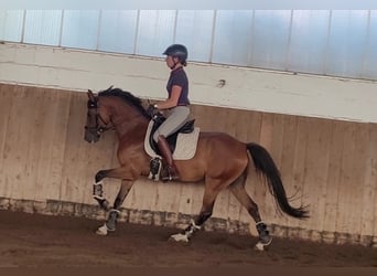 Deutsches Reitpony, Wallach, 6 Jahre, 148 cm, Brauner