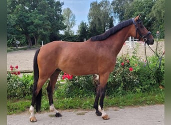 Deutsches Reitpony, Wallach, 6 Jahre, 148 cm, Brauner