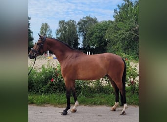 Deutsches Reitpony, Wallach, 6 Jahre, 148 cm, Brauner