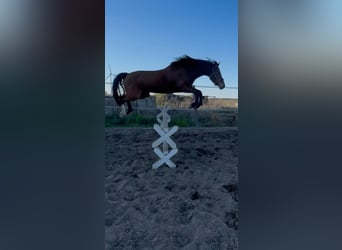 Deutsches Reitpony, Wallach, 6 Jahre, 148 cm, Brauner