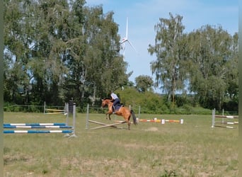 Deutsches Reitpony, Wallach, 6 Jahre, 148 cm, Brauner
