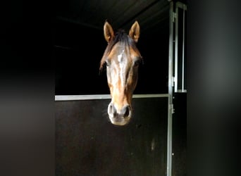 Deutsches Reitpony, Wallach, 6 Jahre, 148 cm, Buckskin