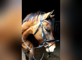 Deutsches Reitpony, Wallach, 6 Jahre, 148 cm, Buckskin