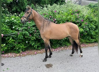Deutsches Reitpony, Wallach, 6 Jahre, 148 cm, Buckskin
