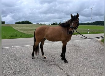Deutsches Reitpony, Wallach, 6 Jahre, 148 cm, Buckskin