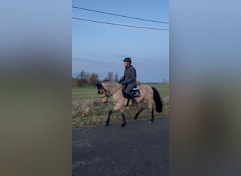 Deutsches Reitpony, Wallach, 6 Jahre, 148 cm, Buckskin