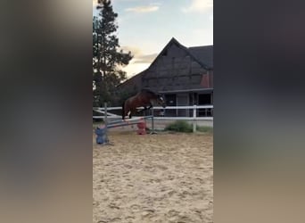 Deutsches Reitpony, Wallach, 6 Jahre, 148 cm