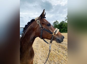 Deutsches Reitpony, Wallach, 6 Jahre, 148 cm, Dunkelbrauner