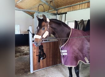 Deutsches Reitpony, Wallach, 6 Jahre, 148 cm, Dunkelbrauner