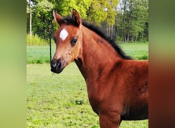Deutsches Reitpony, Wallach, 6 Jahre, 148 cm, Dunkelbrauner