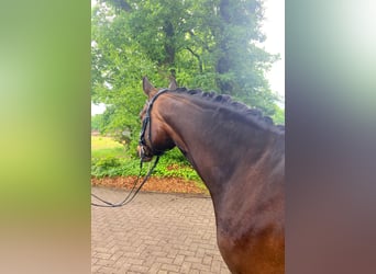 Deutsches Reitpony, Wallach, 6 Jahre, 148 cm, Dunkelbrauner
