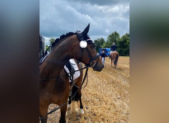 Deutsches Reitpony, Wallach, 6 Jahre, 148 cm, Dunkelbrauner
